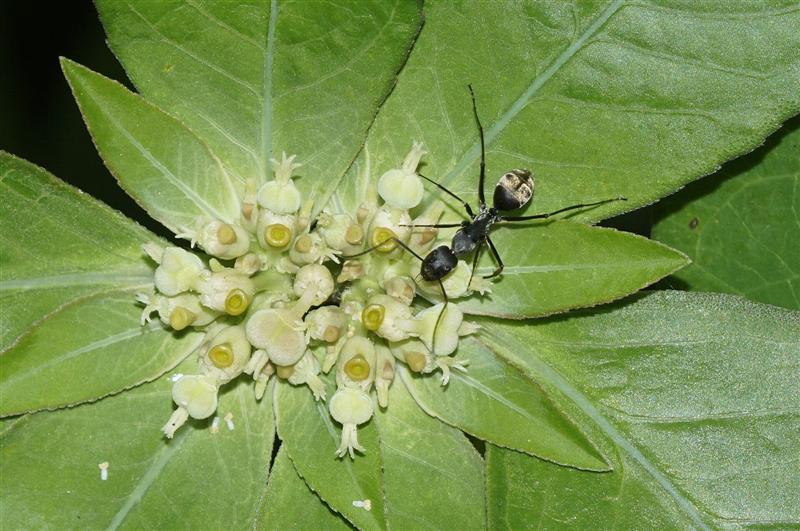 Carpenter ant