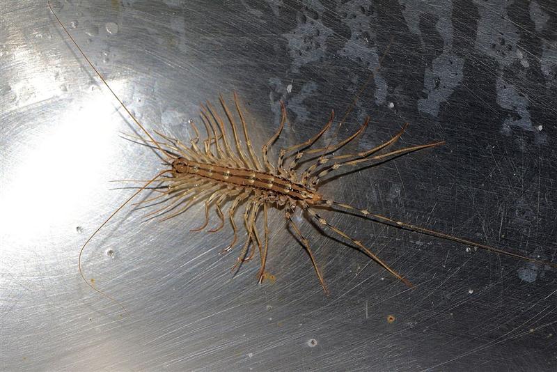 House centipede