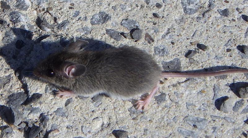 House mouse