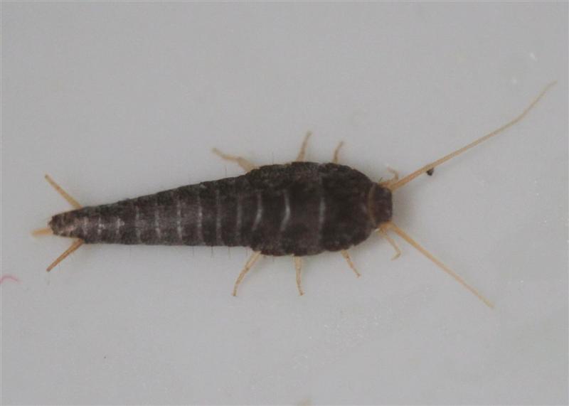 Silverfish