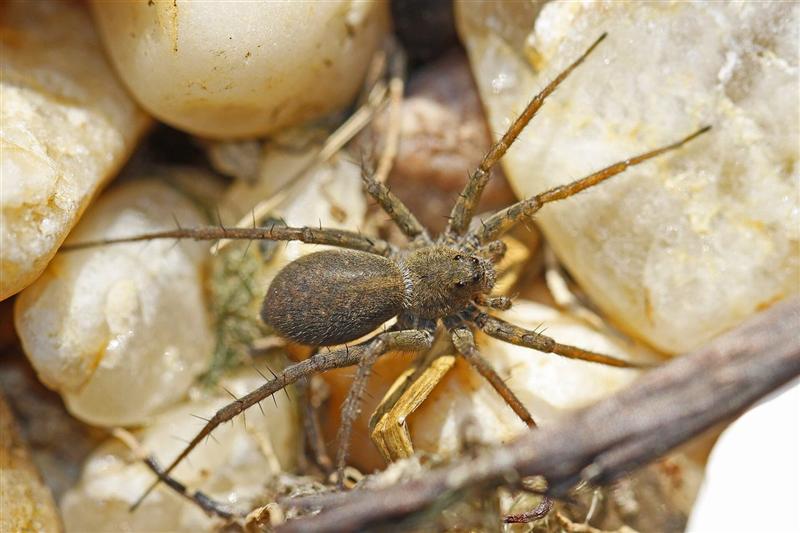 Wolf spider